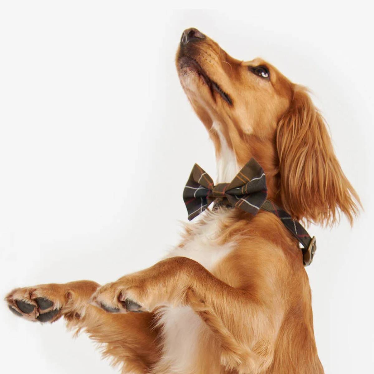 Tartan Dog Bow Tie