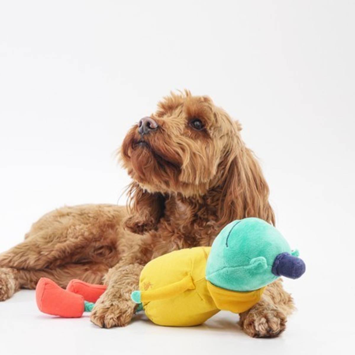 Joules Frog Dog Toy